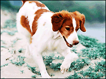pedigree_brittany_215.gif
