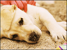 pedigree_goldenretrie_215.gif