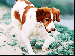 pedigree_brittany_215.gif